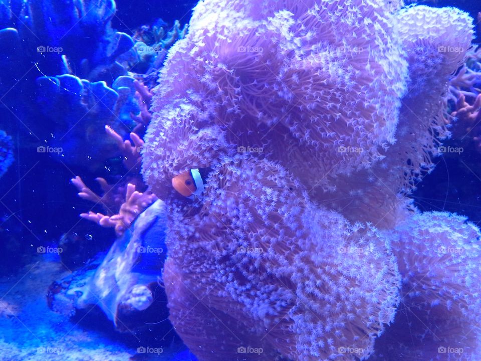 Clownfish poking out his head