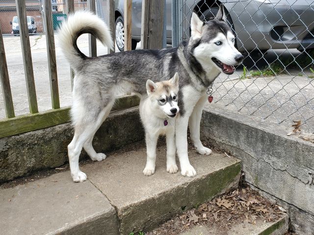 Sophia (top) and Nyx (bottom)
AKC Registered Siberian Husky
Hanging out by the back gate 
Insta: howling_winds_siberians