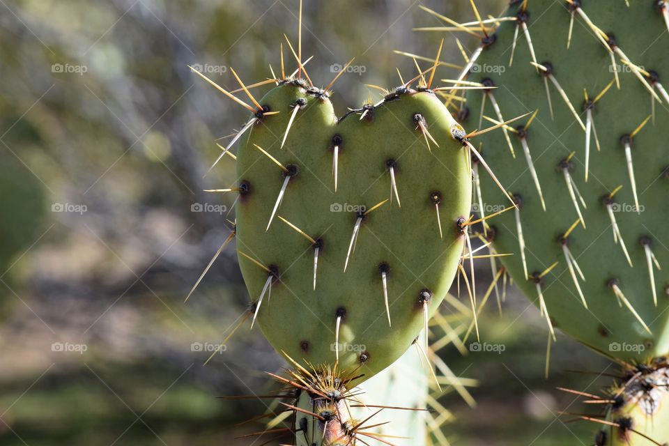 A heart shaped cactus is discovered on my hike in the Salt river near Phoenix Arizona