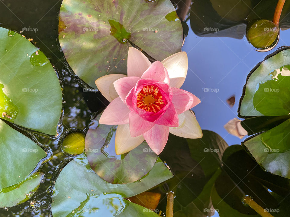 Water lily on a garden pond, top view.