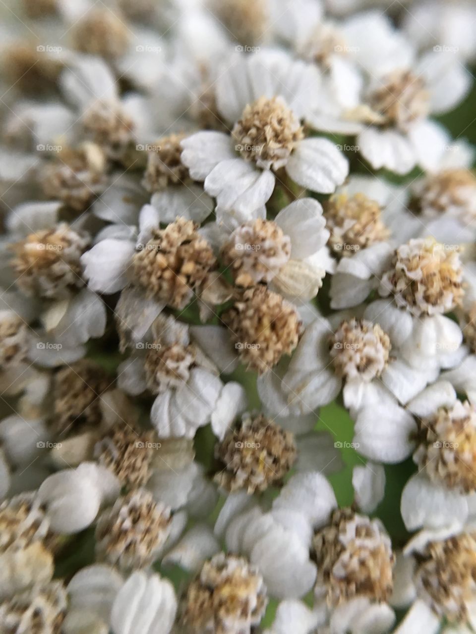 Nature, Decoration, Closeup, Season, No Person