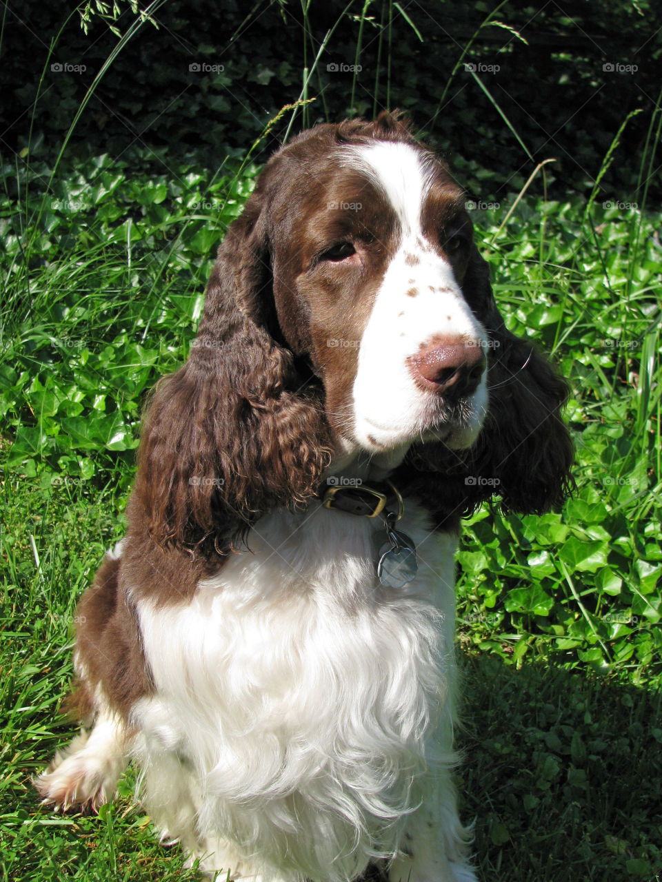 Spaniel sitting outside