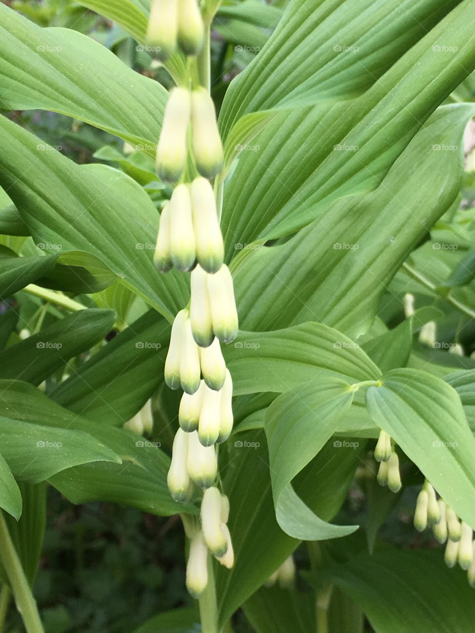 White flower 