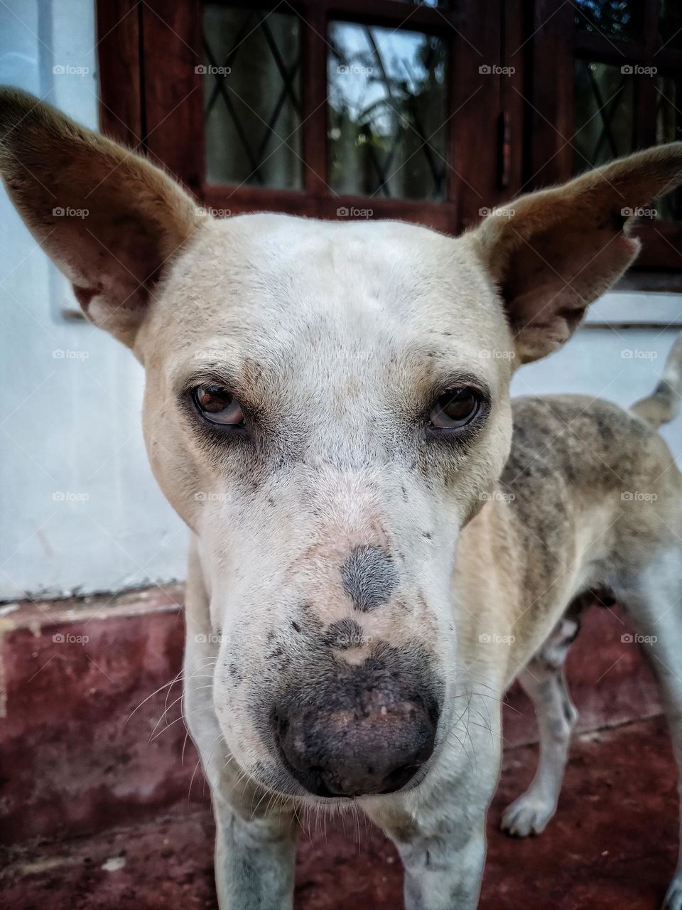 The dog is a very useful and faithful animal