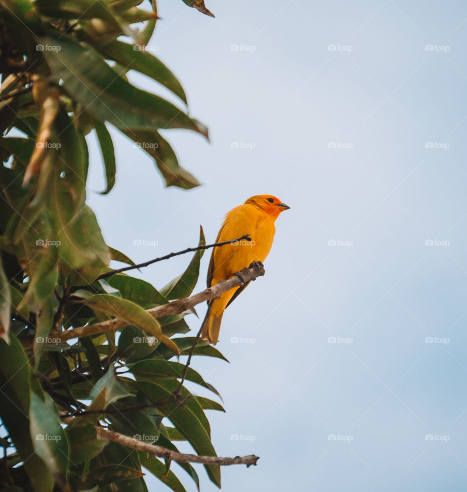 beautiful canary bird on top of a mango tree