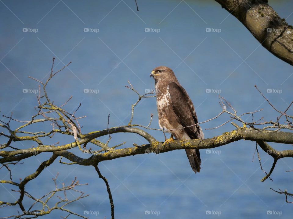 Common buzzard