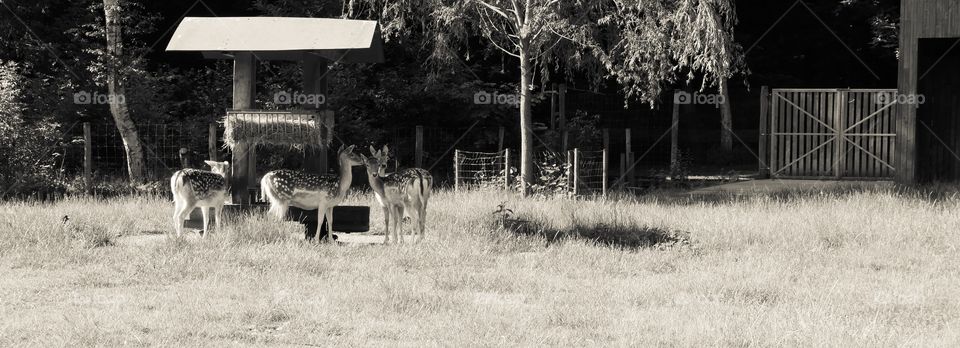 Deers in a park in Antwerp