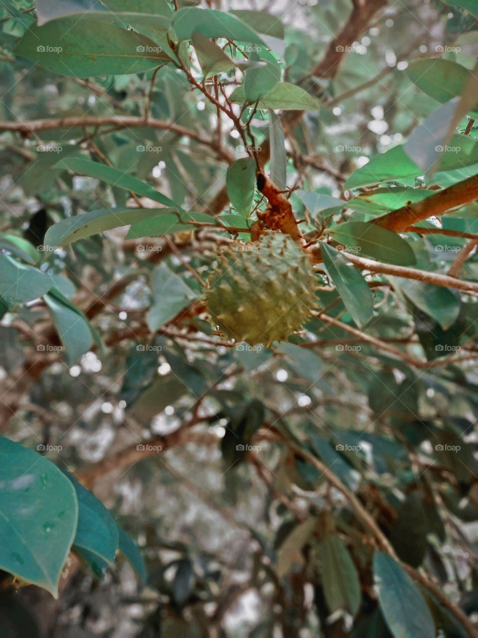 Fruit