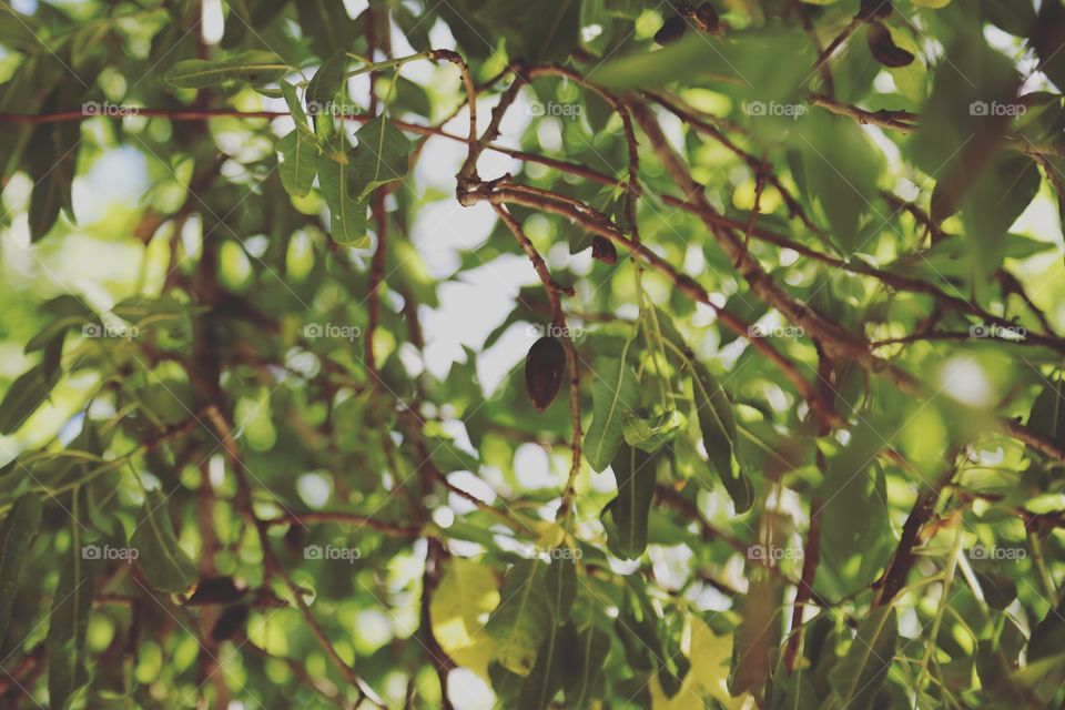 Through the leaves