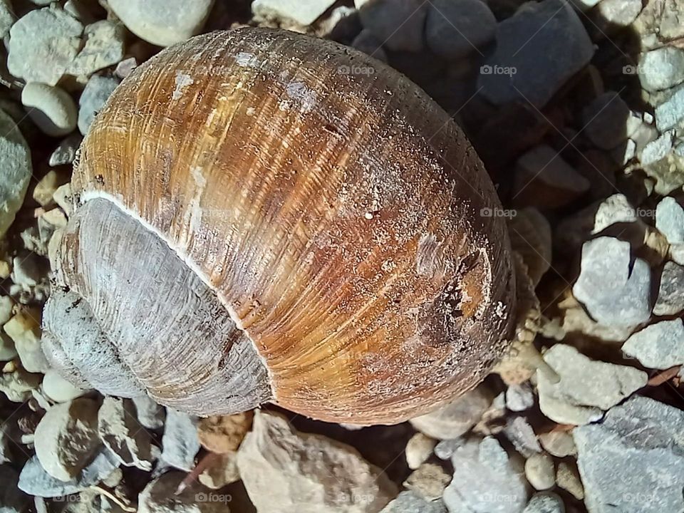 Snail Shell on Forest Floor