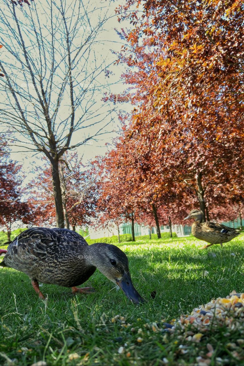 Duck eating on the left