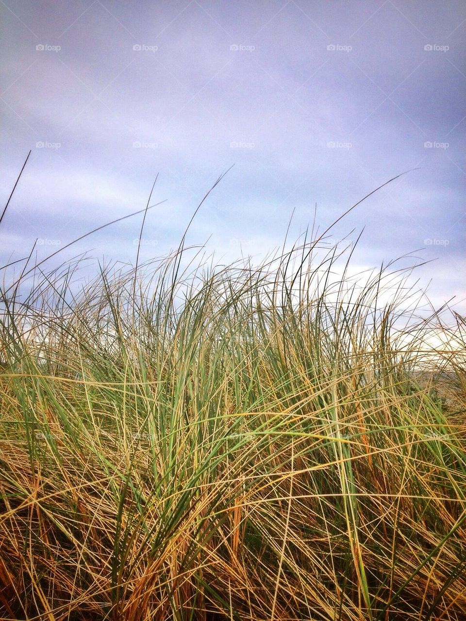 Grass on dunes