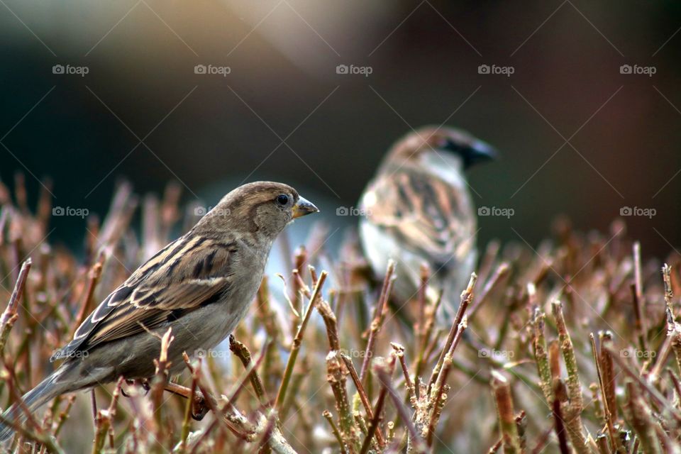 Sparrows on the bushes