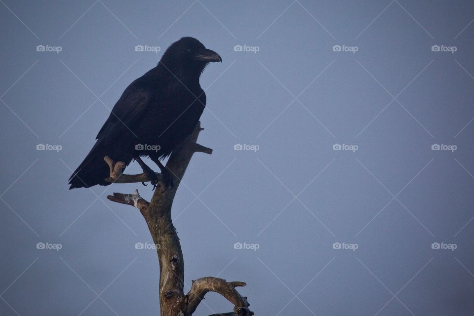 Korp. Raven