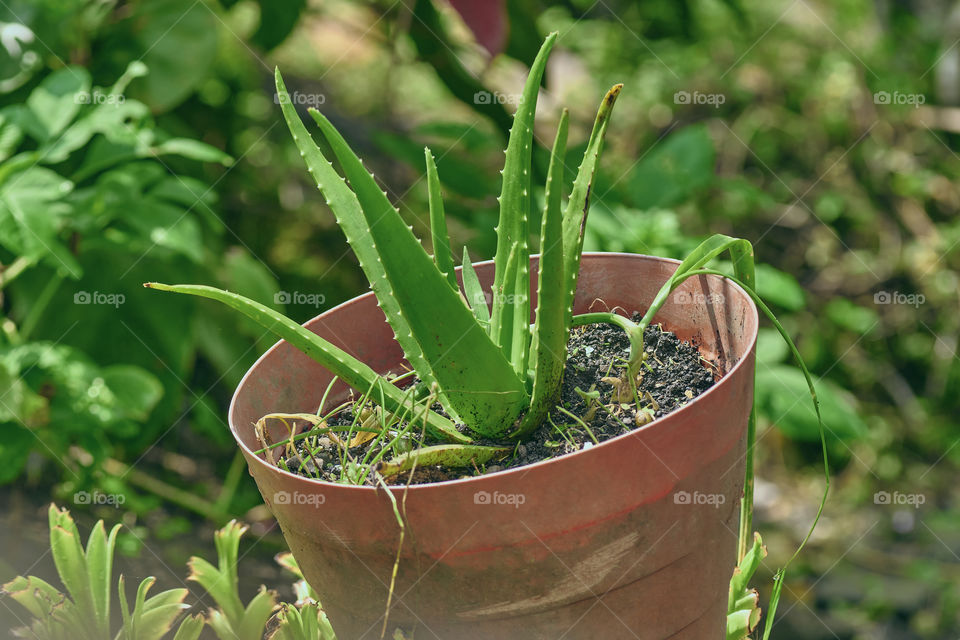Sabila plant in a Matera