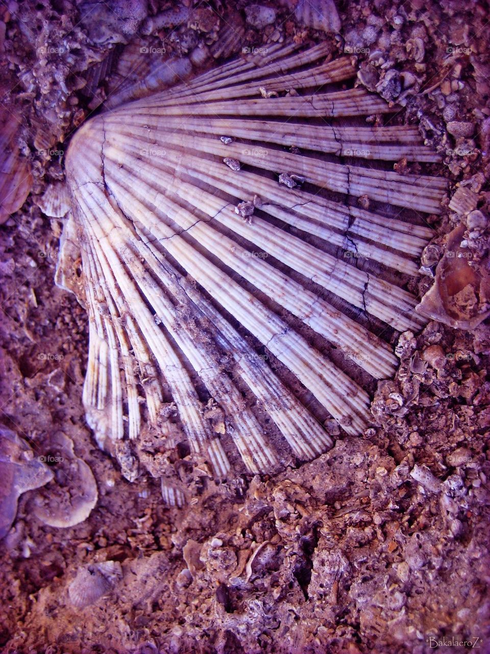 Shell on rock close up background summer holidays seascape wildlife beautiful nature therapy amazing naturalism adventure time hustling daydreaming ancient history