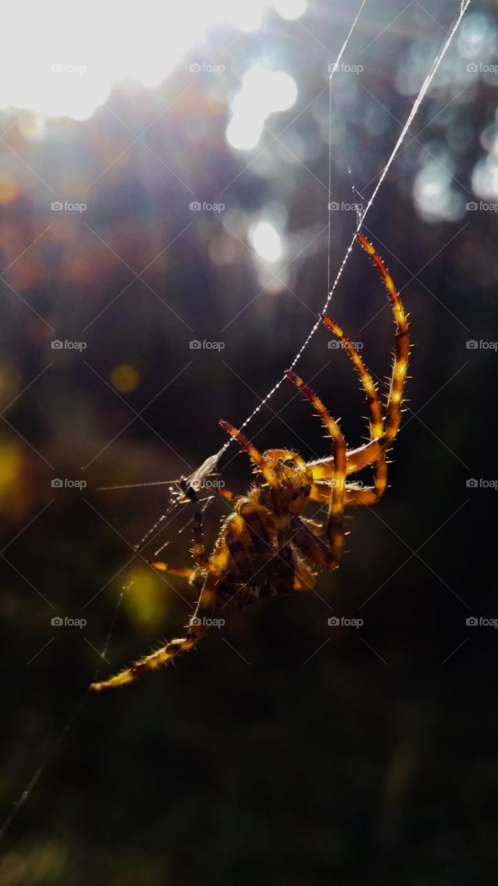 Spider close up in the rays of the sun