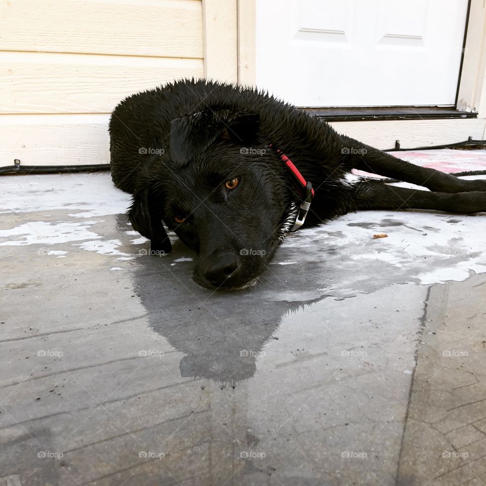 The moment you realize it’s going to be a long hot summer and you’re a black dog. 