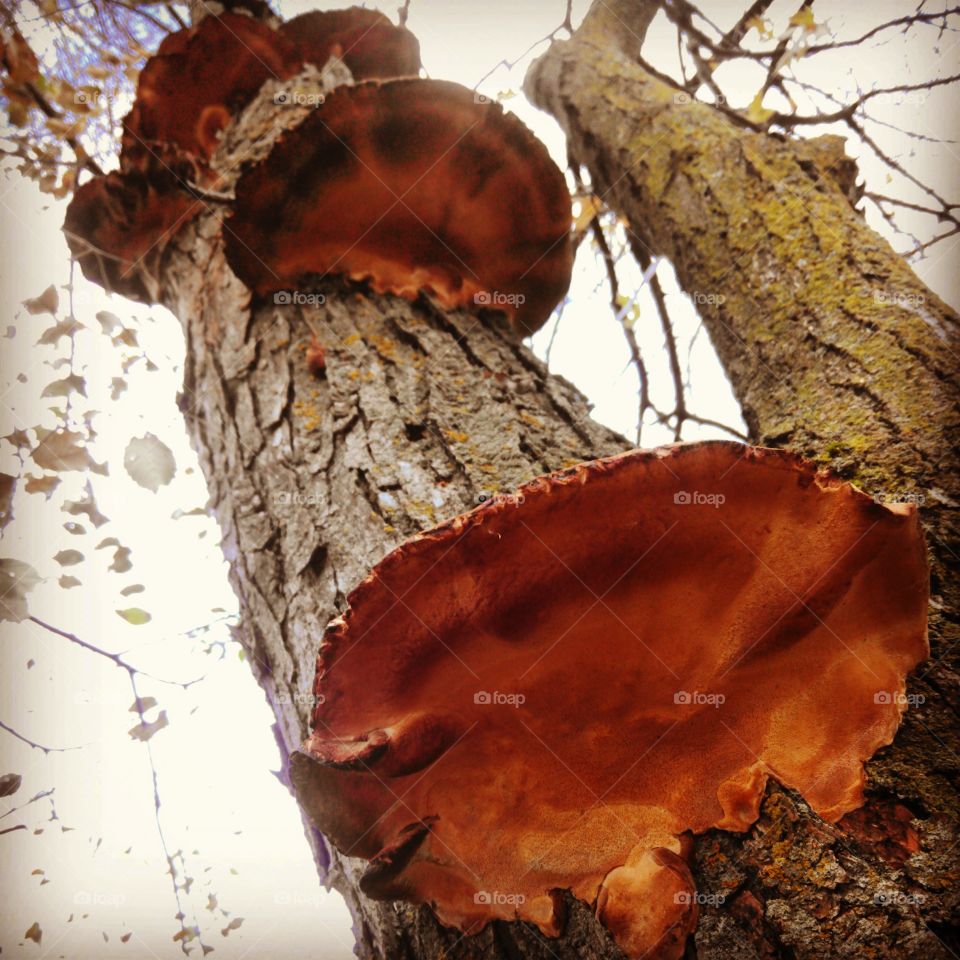 shroom latter. mushrooms on a tree in my back yard