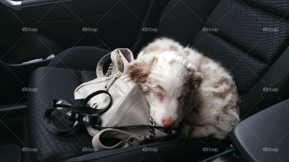 Sleeping dog on purse in car