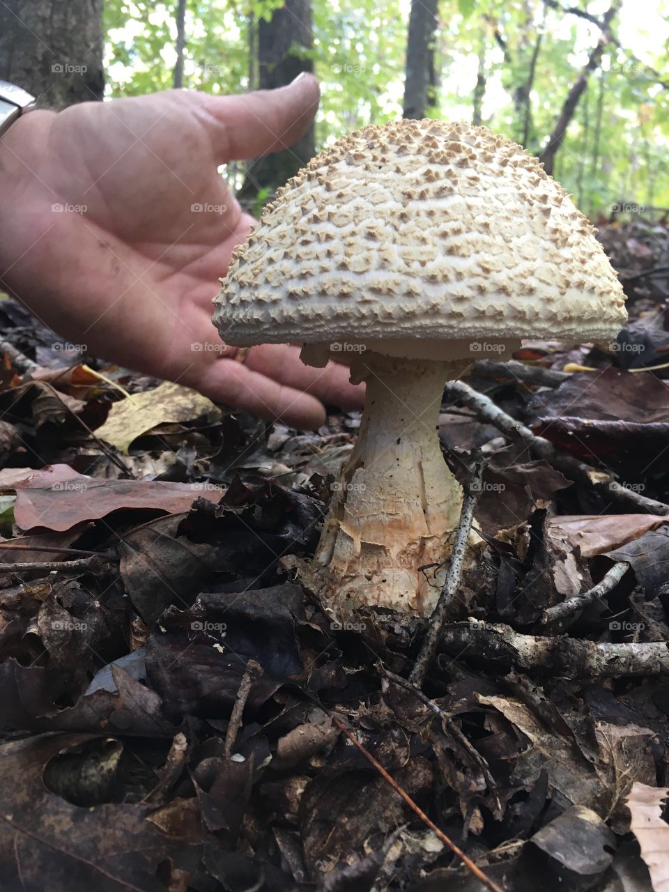 Amanita cap