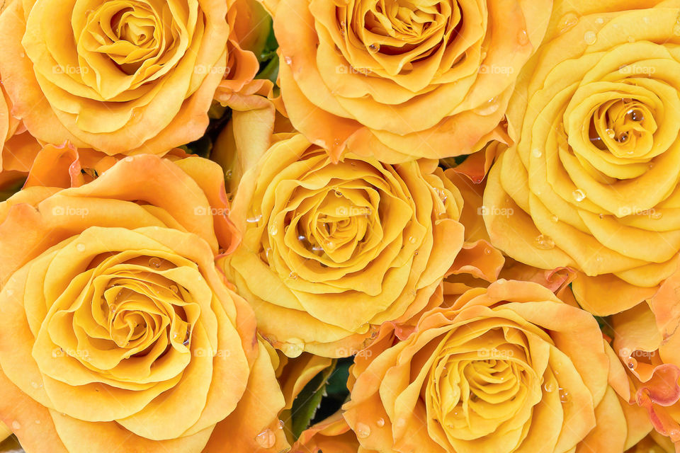 Yellow roses