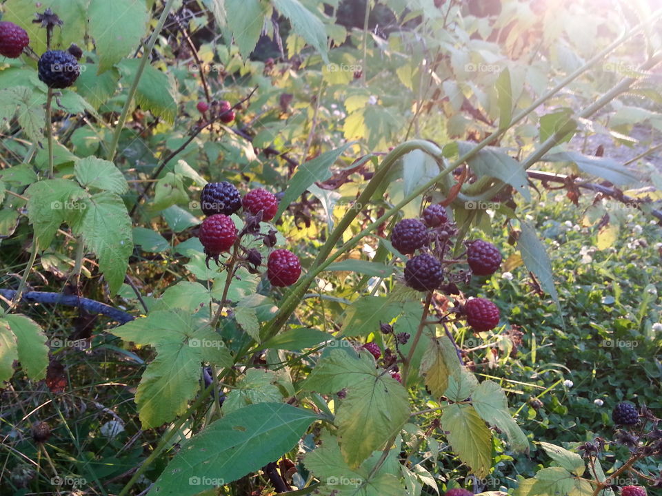 Black Raspberries. A black raspberry bush with black raspberries in their different stages.