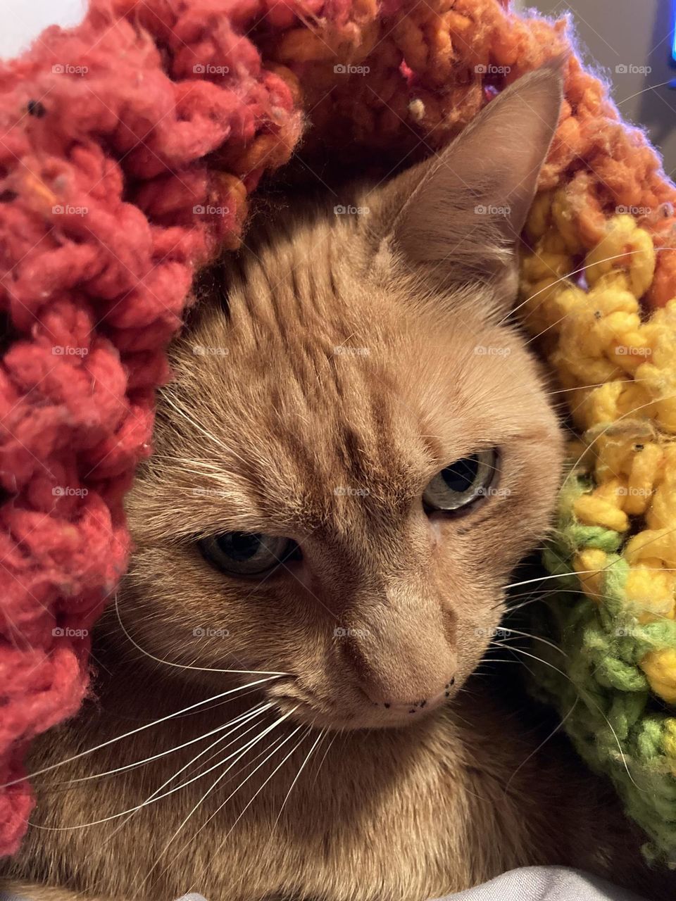 Silly kitty in a rainbow blanket 