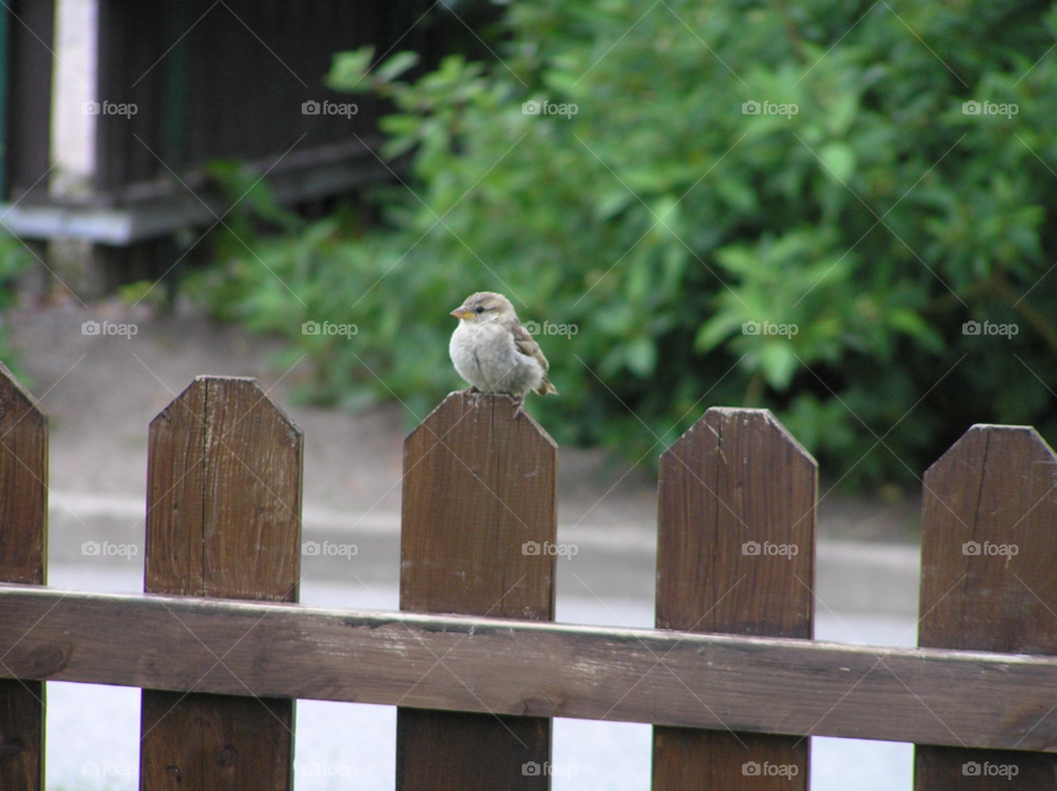 fence animal bird cute by MagnusPm