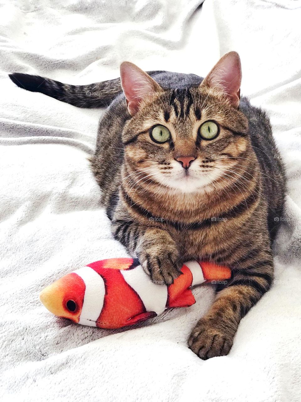 Beautiful cat with toy