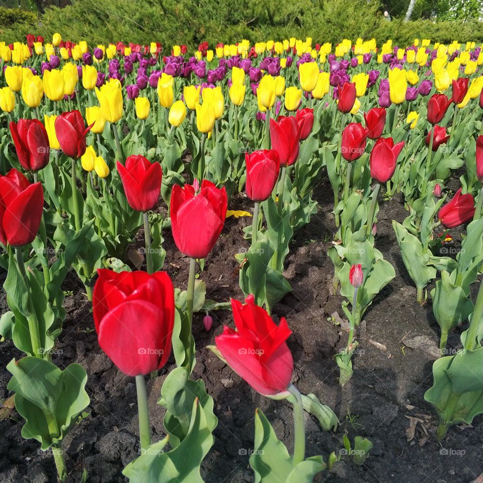 Tulips