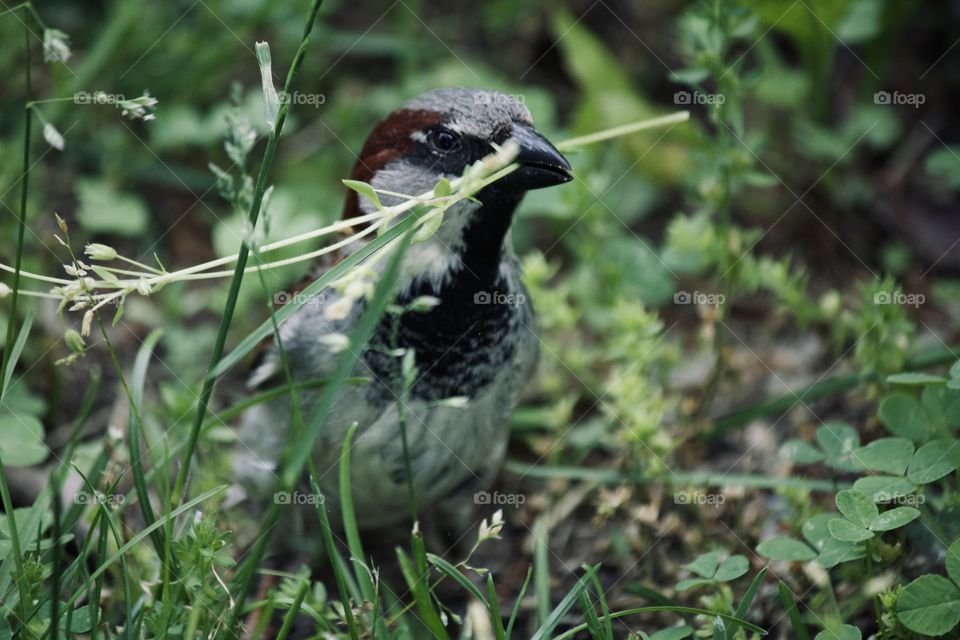 Bird gathering grass for his nest