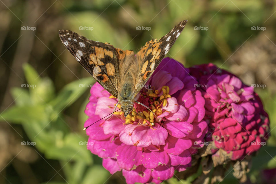 Spotted lady butterfly