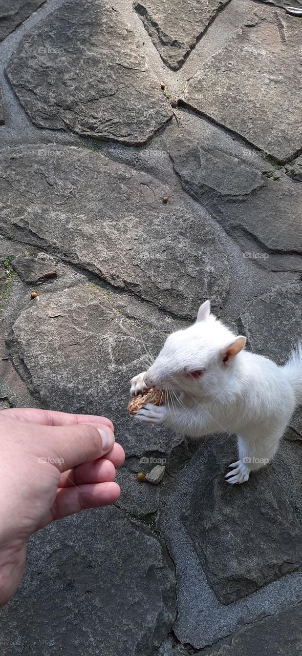 Albino Squirrel