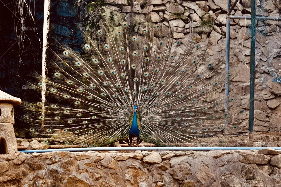 peacock❤️