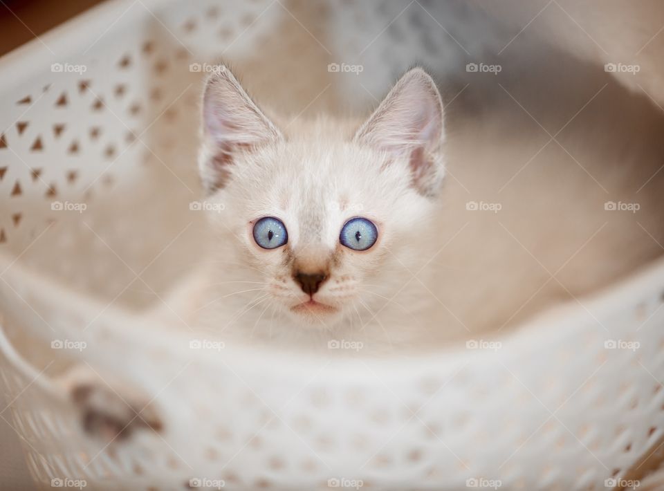 Little Tibet color-point kitten playing