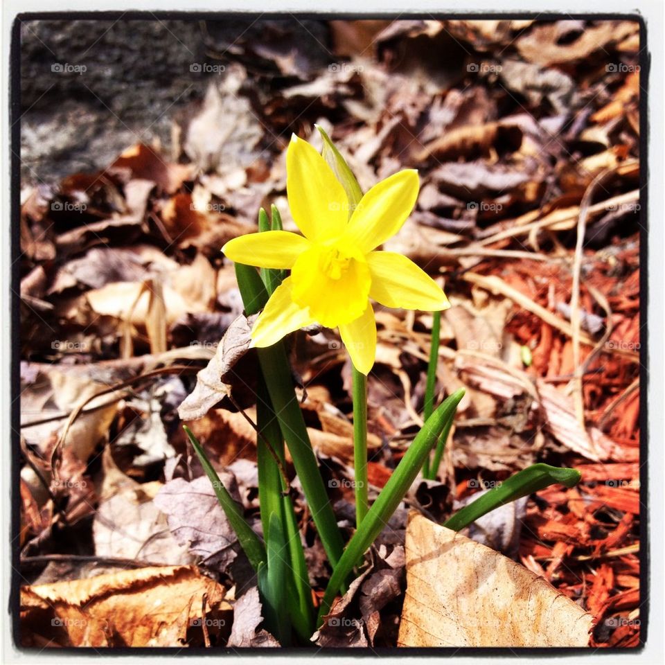 Little daffodil 