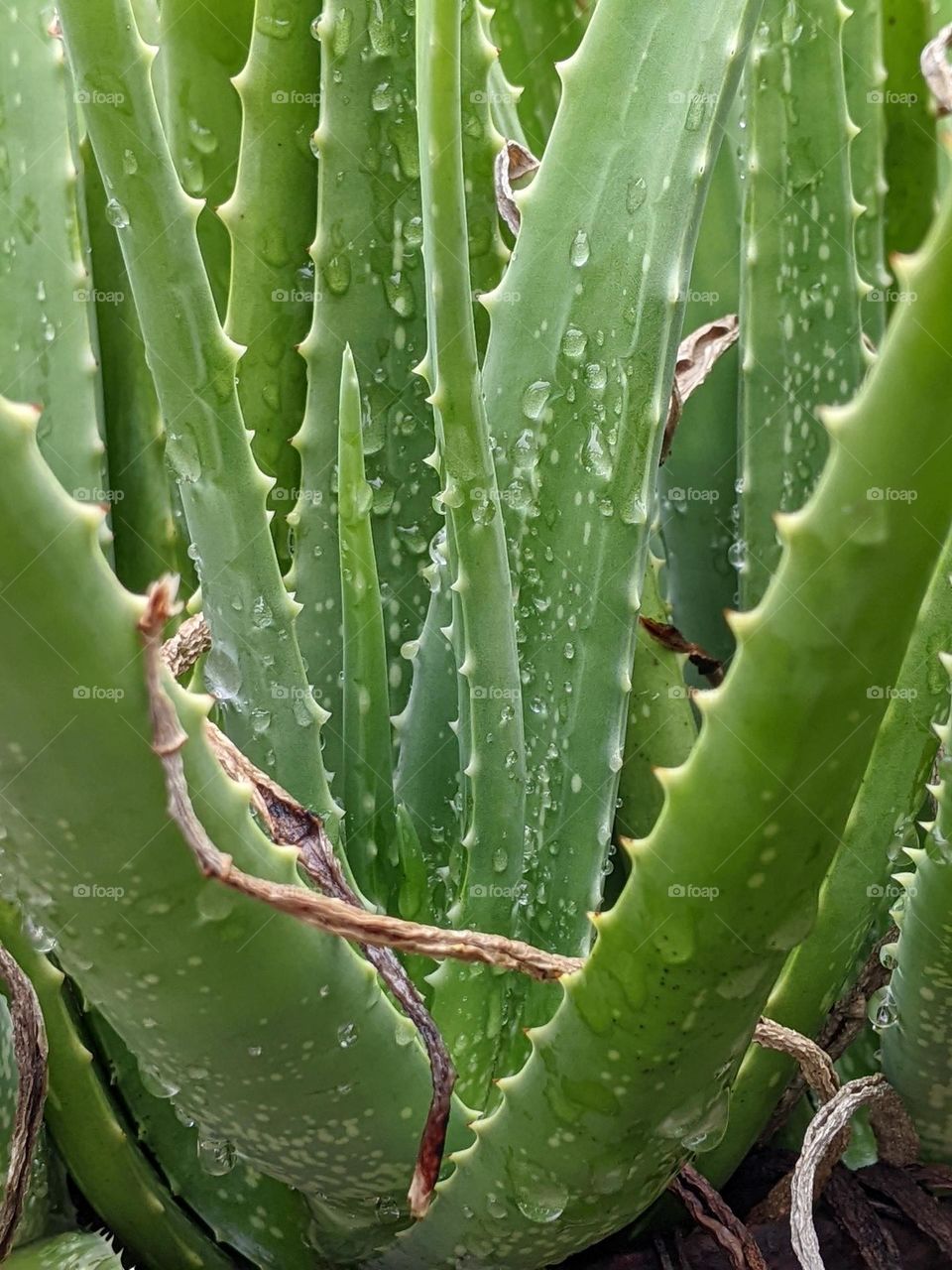 aloe vera plant