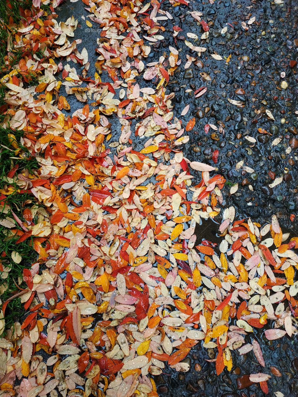 Autumn leaves.