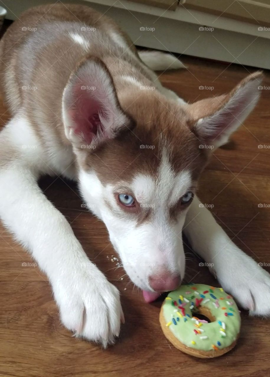 Red husky puppy enjoying his delicious green doggy donut. He made sure there were no crumbs left behind.