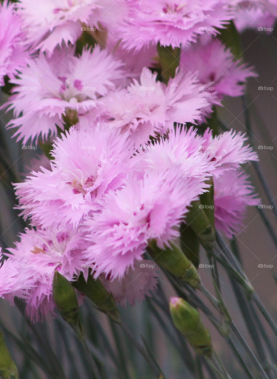Lavender dianthus fizzy in spring 
