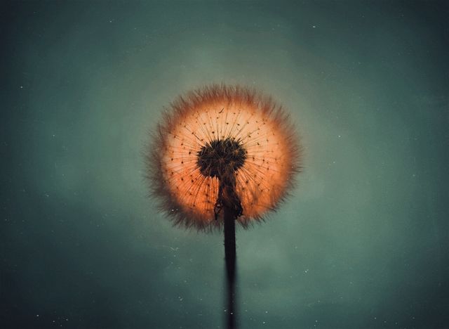 Sun behind dandelion