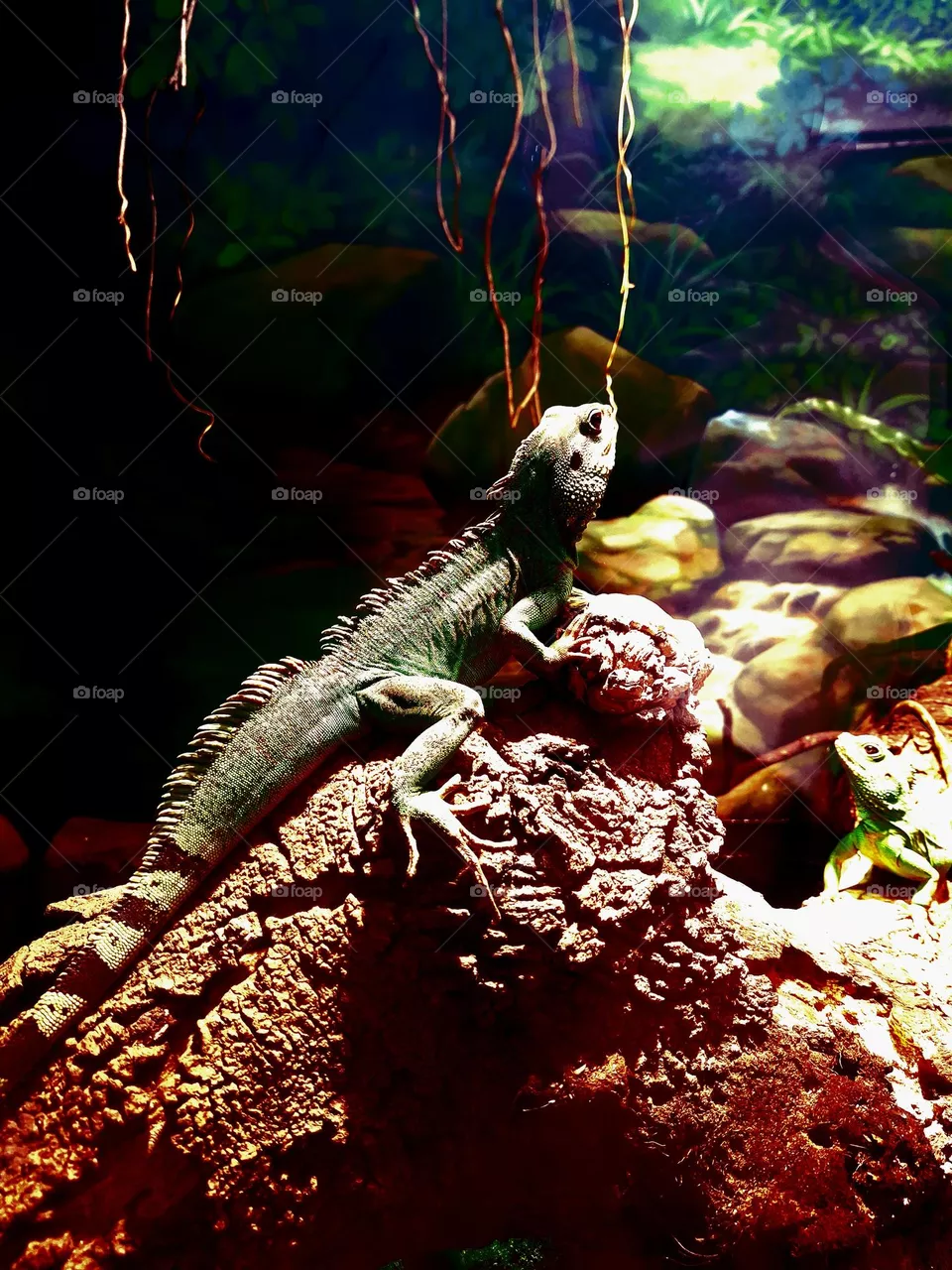 IGUANA