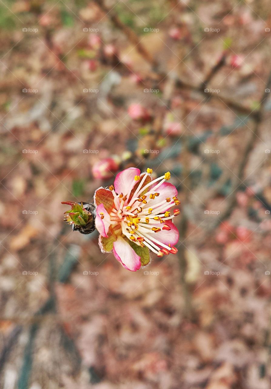 Peach Blossom