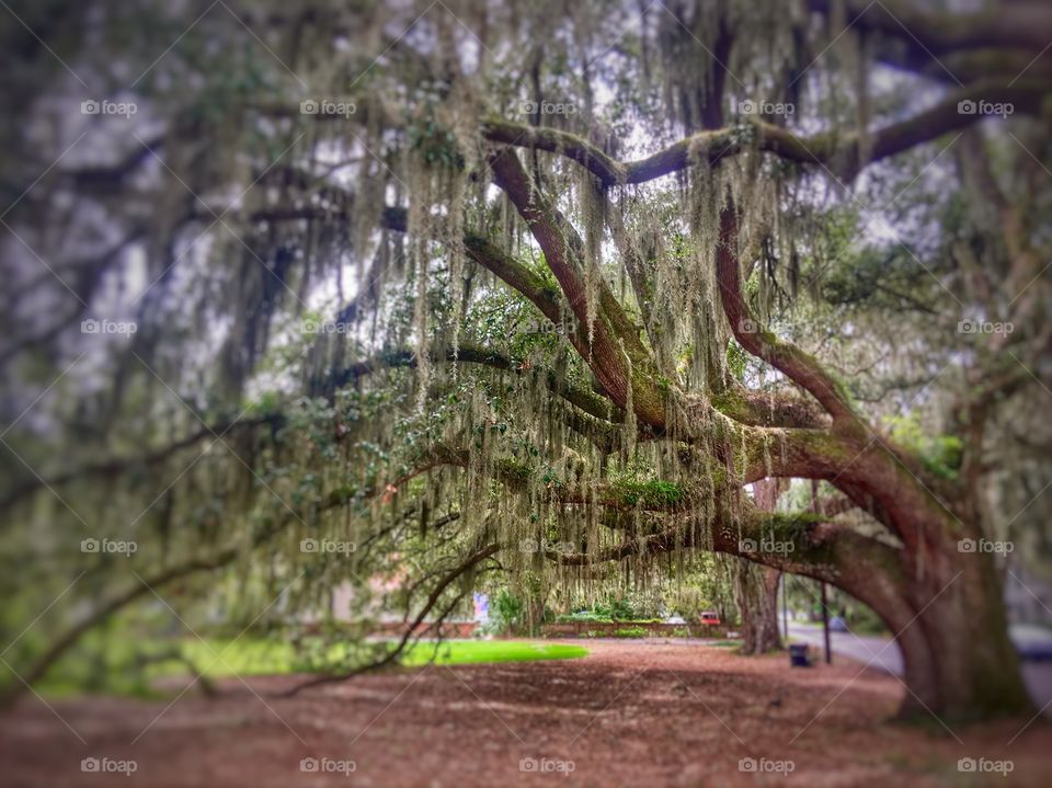 Extraordinarily Beautiful Low Country Live Oak