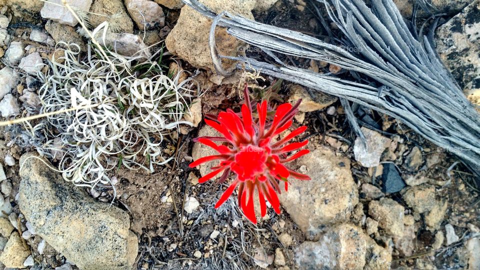 Desert red flower. Found this stunning flower on our Grand Canyon hike