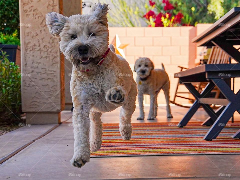 Our wheaten terriers enjoying a perfect spring morning in the backyard