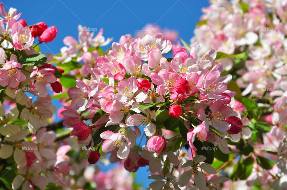 pink blossom. in Cambridge