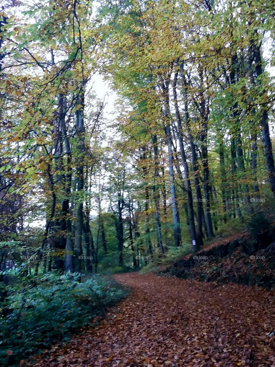 forest in fall