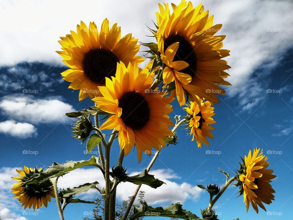 Sunflowers in the Sky